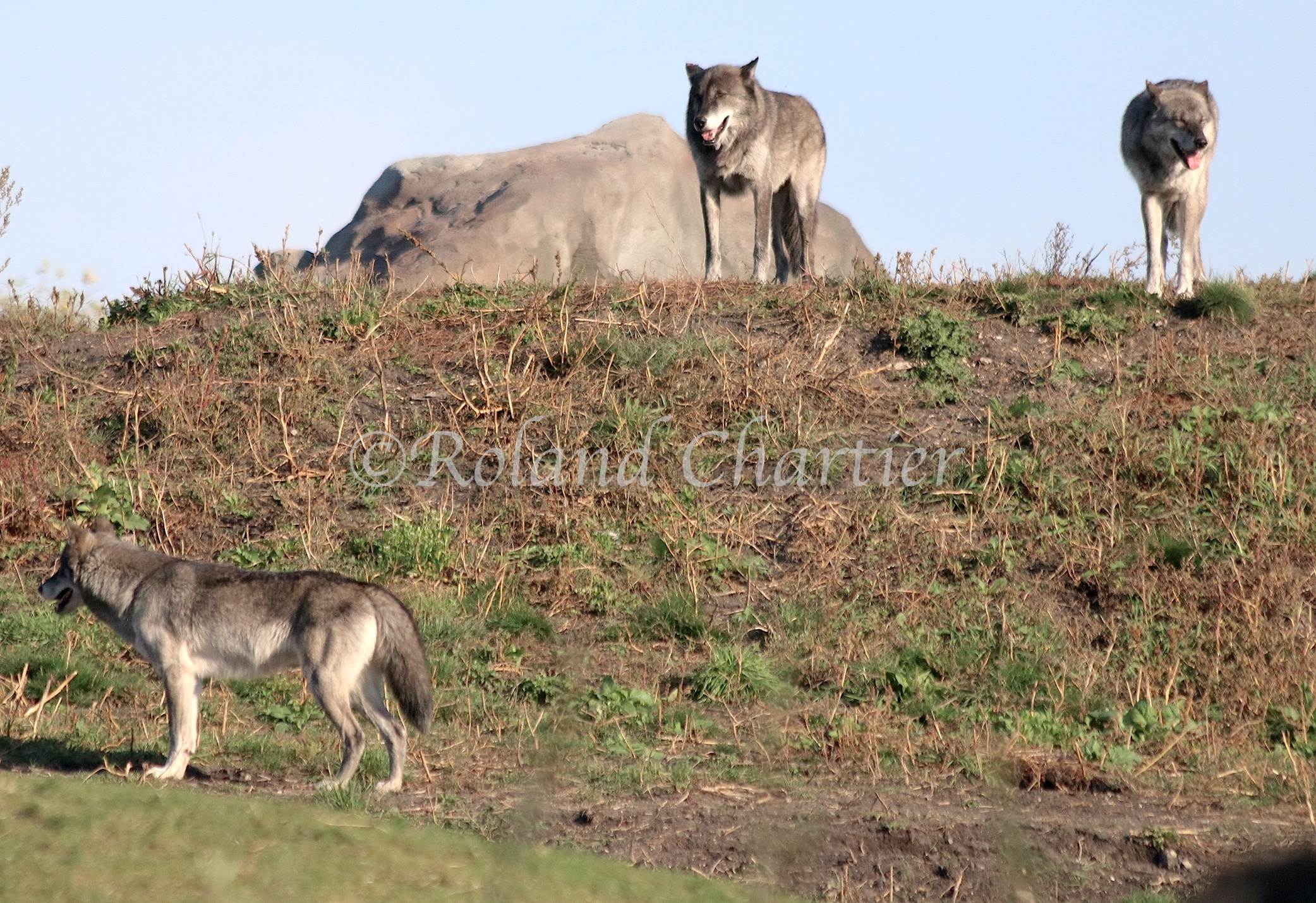 Family of wolves standing on hillside.